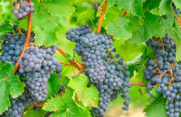 The highly-sought after Nebbiolo grape